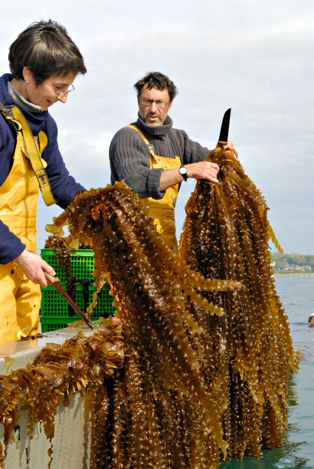 CWEED AQUACULTURE CWEED AQUACULTURE