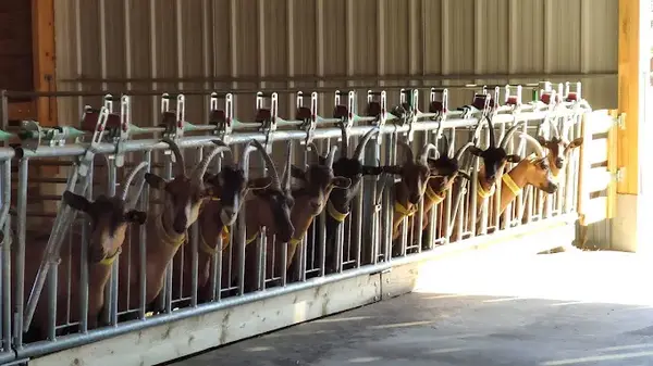 la ferme d'Hermeillon
